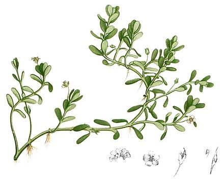 Bacopa monnieri Extract